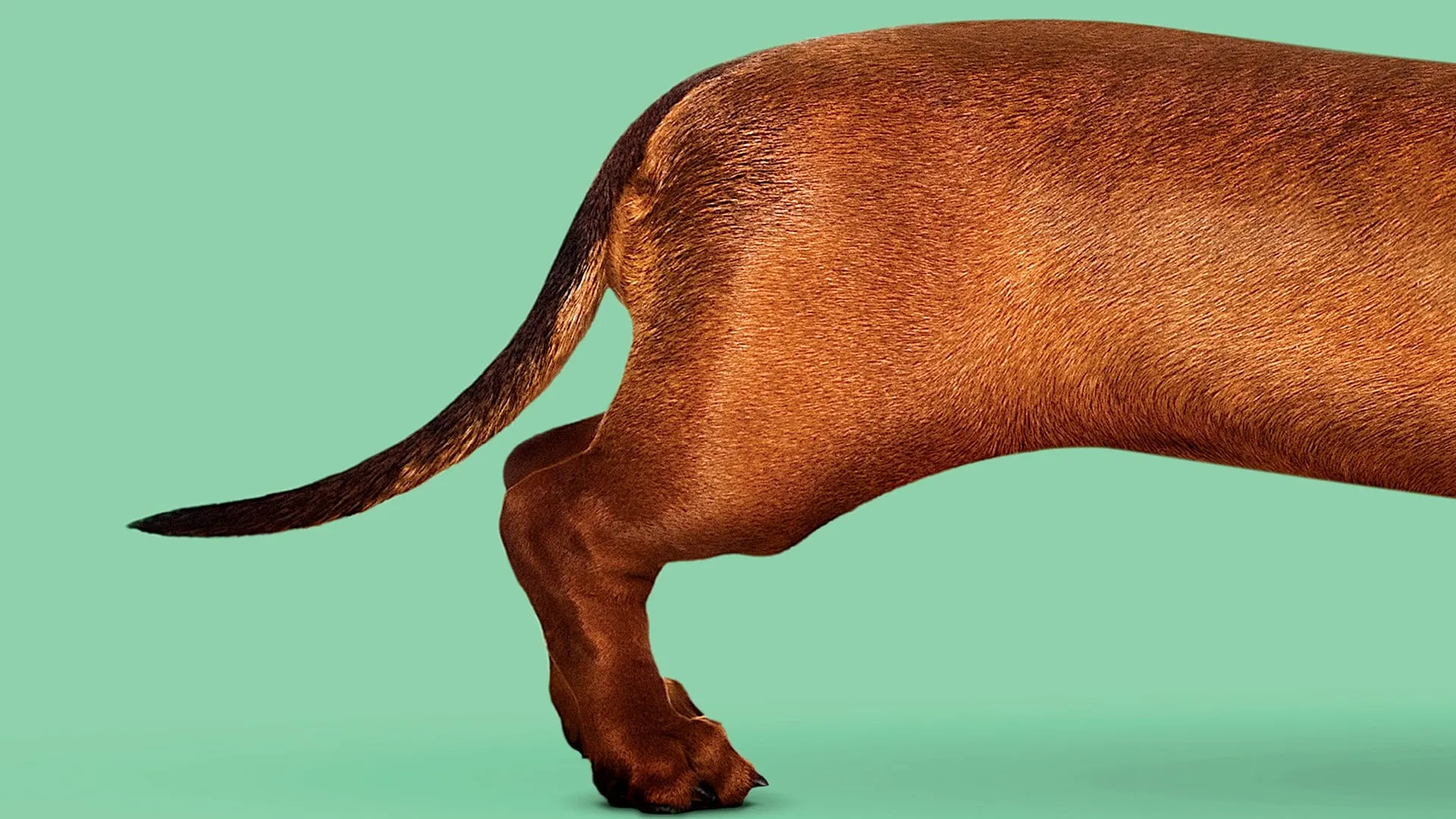 Wiener-Dog