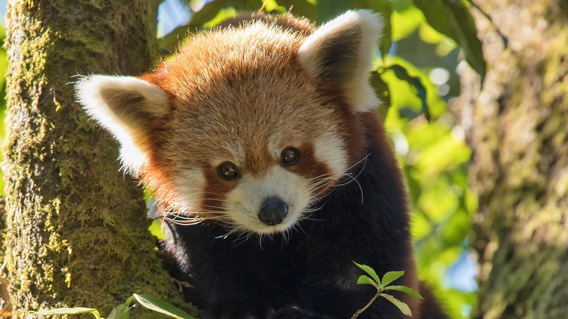 Red Panda: World's Cutest Animal