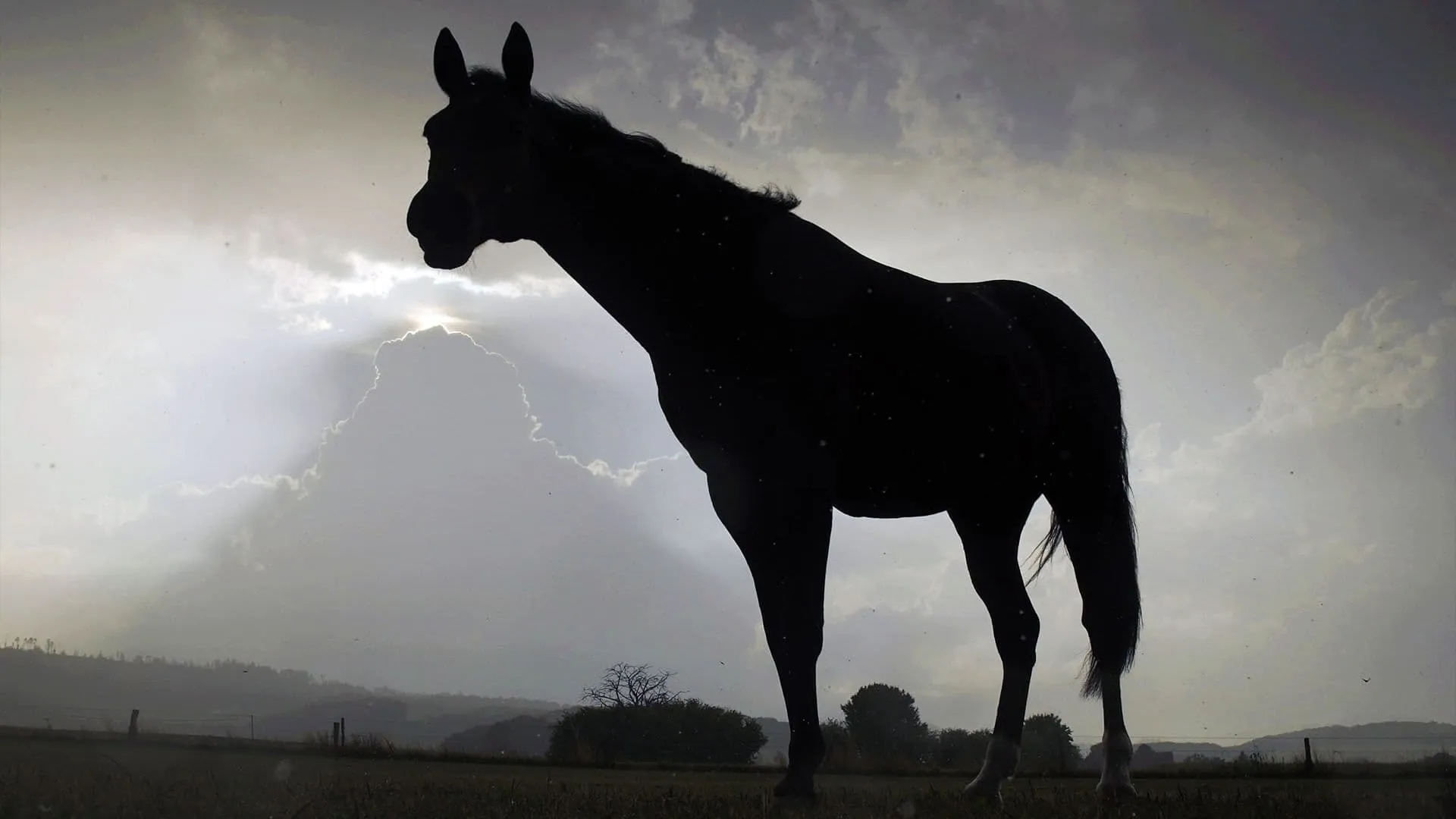 Der Sturm - Tiere bei Blitz und Donner