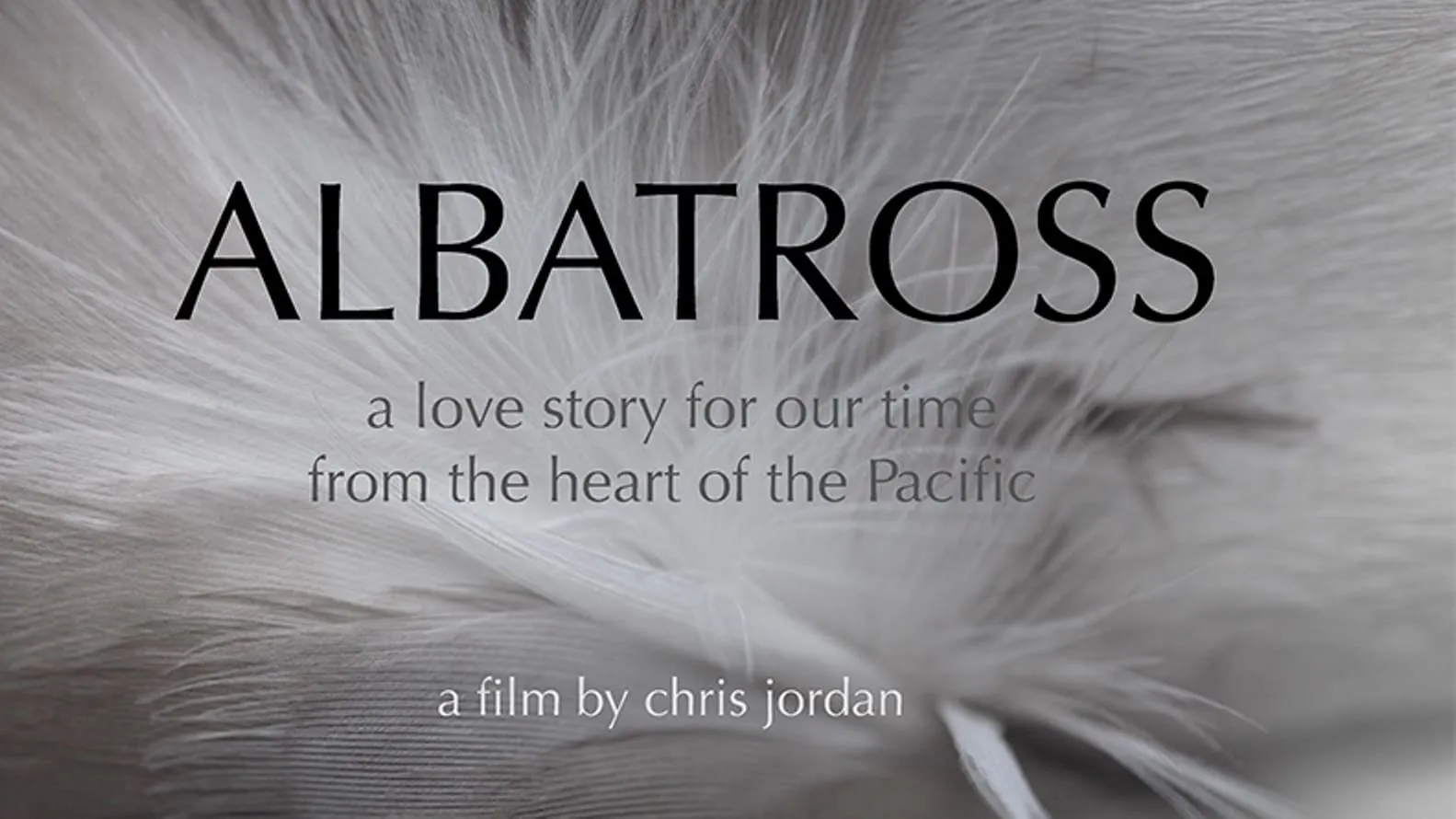 Albatross