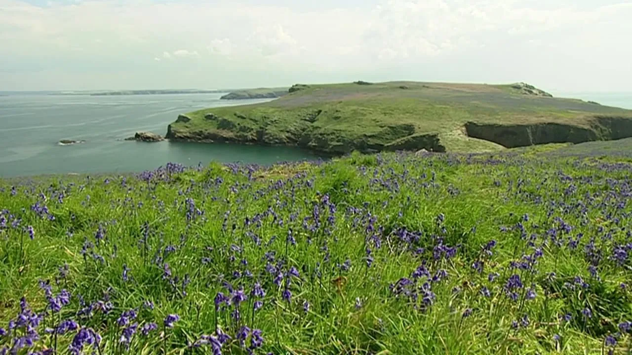 The Rabbits of Skomer