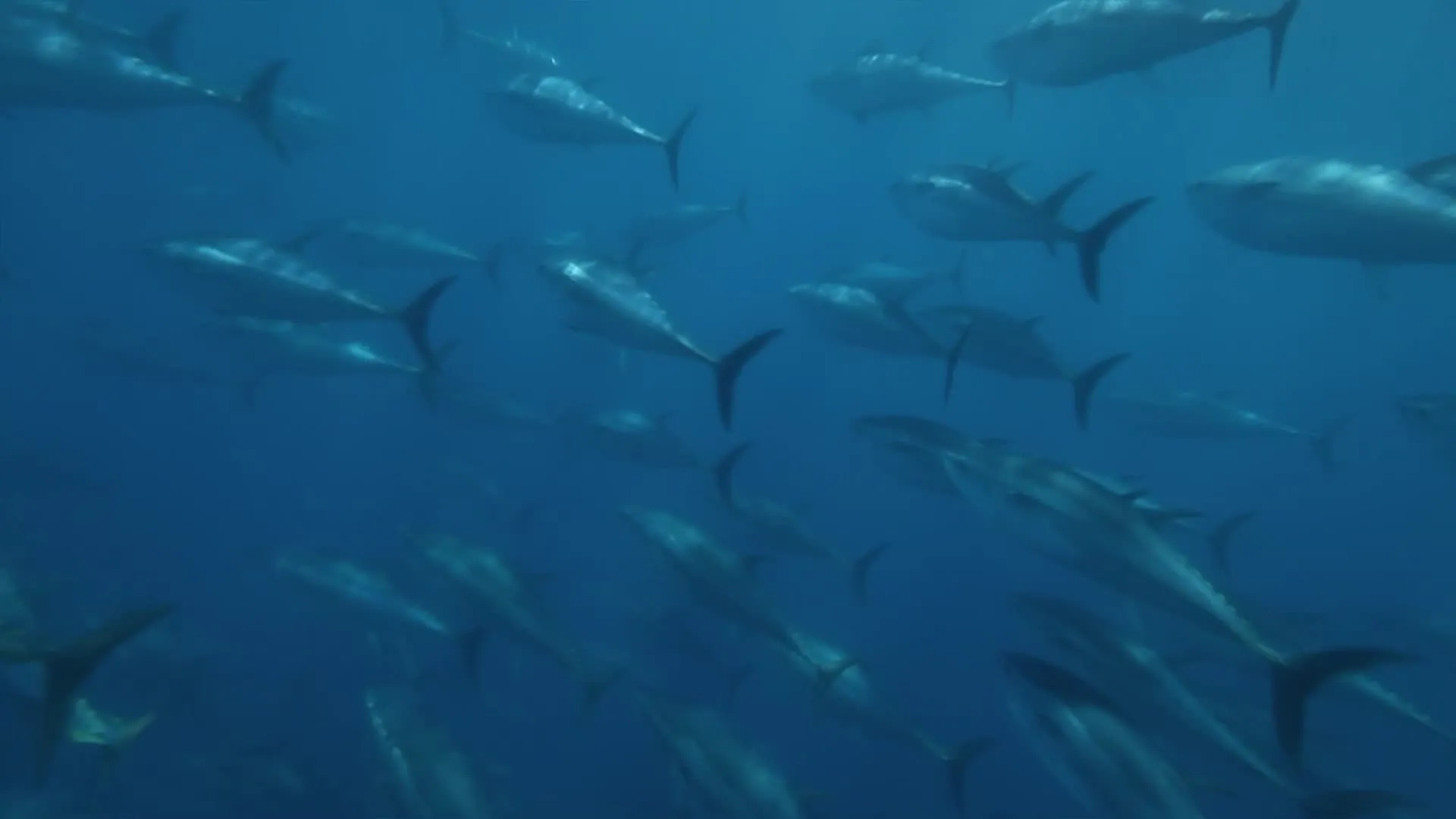 Superfish: Bluefin Tuna