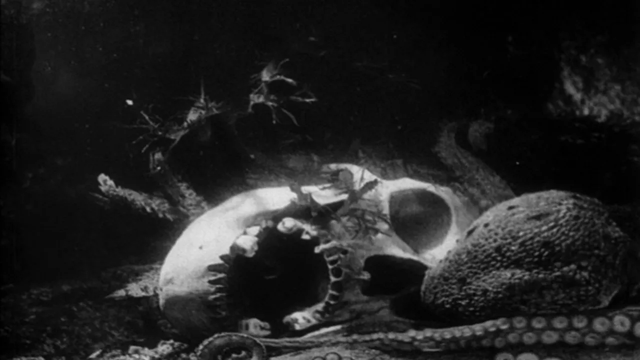 The Octopus
