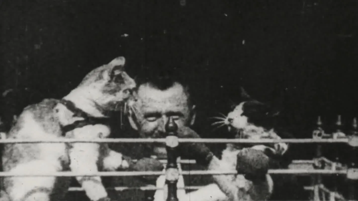 The Boxing Cats