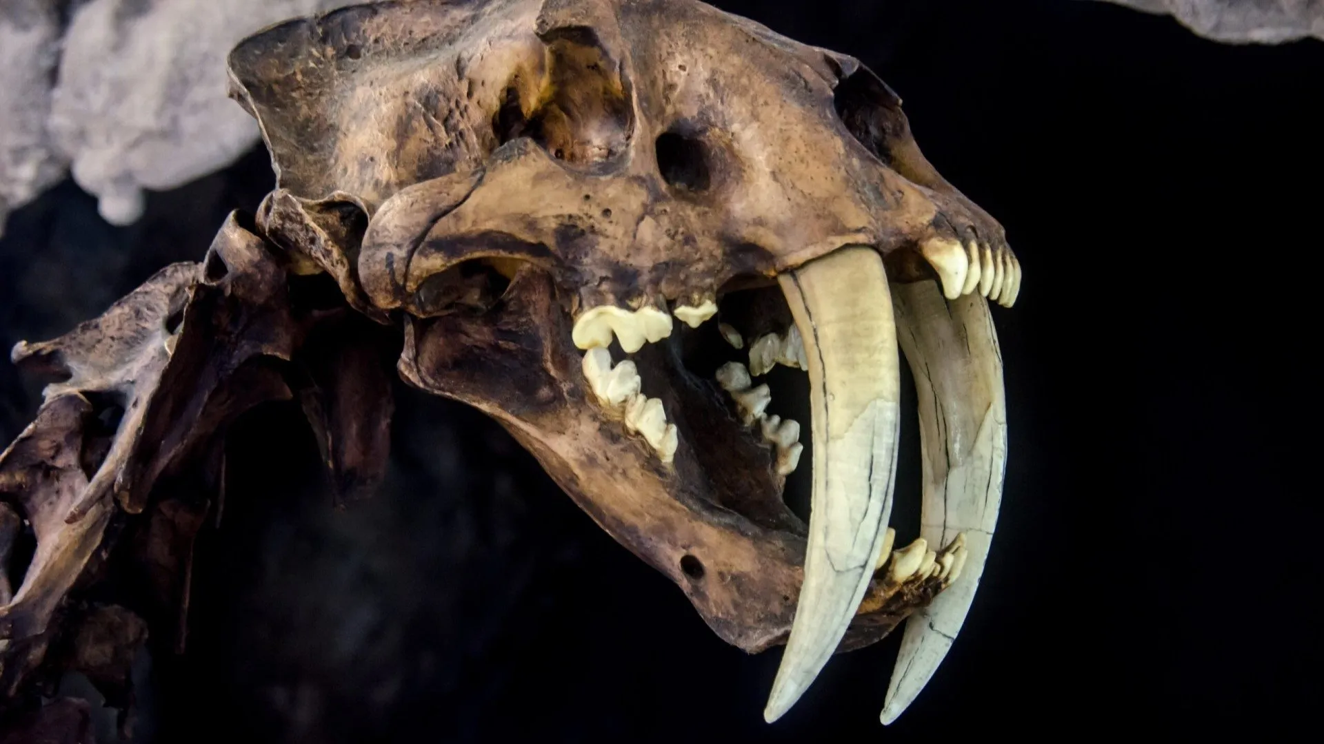 Le mystérieux tigre à dents de sabre