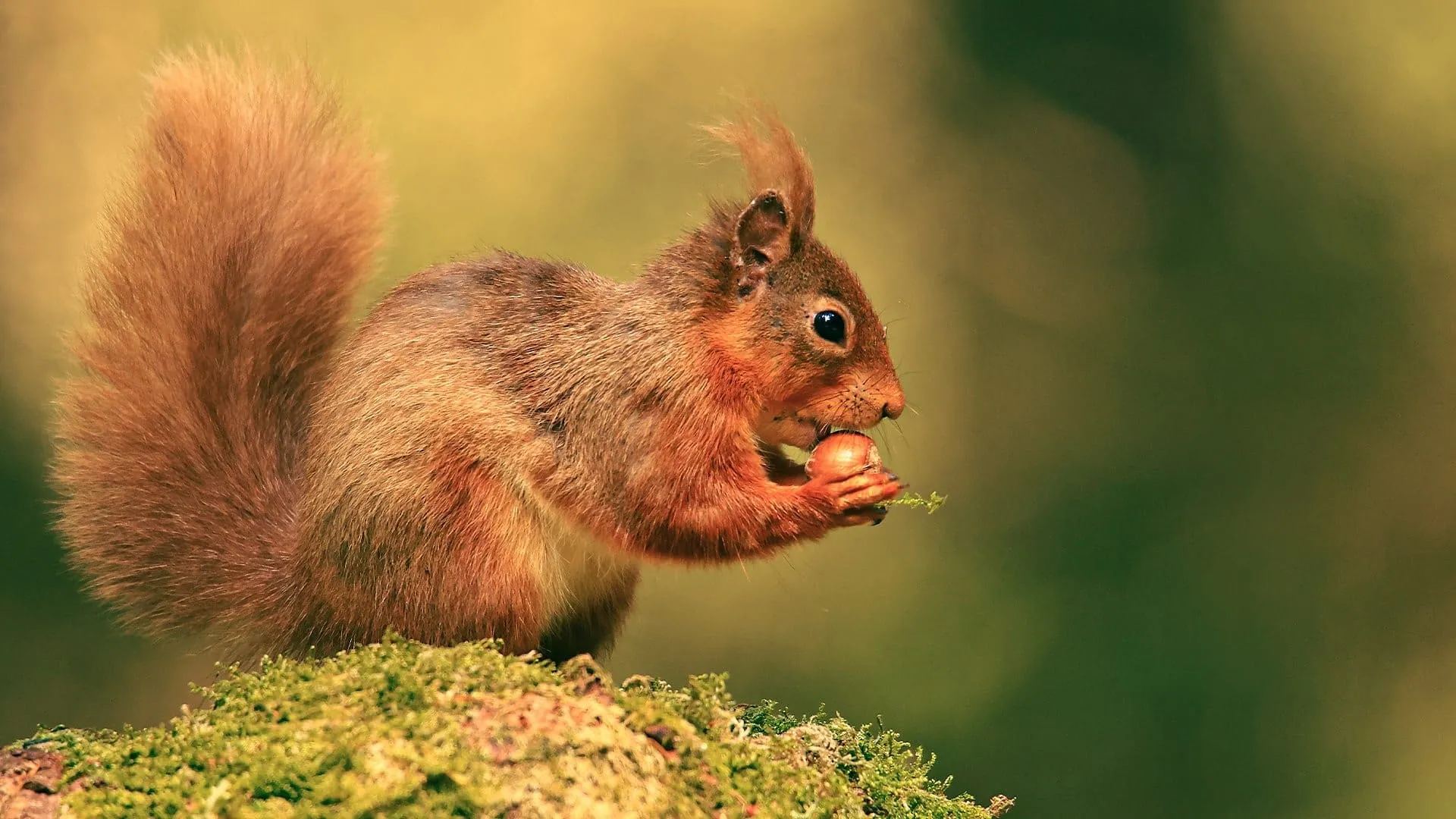 Cumbrian Red: Saving Our Red Squirrels