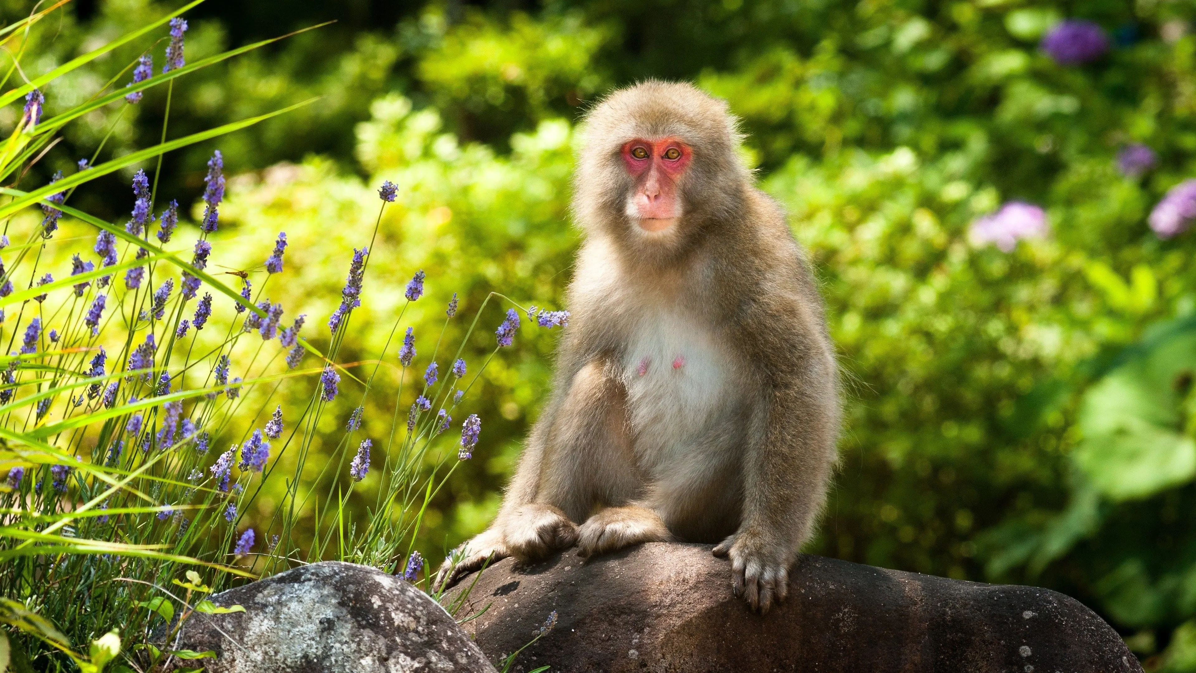 Japan: Earth's Enchanted Islands