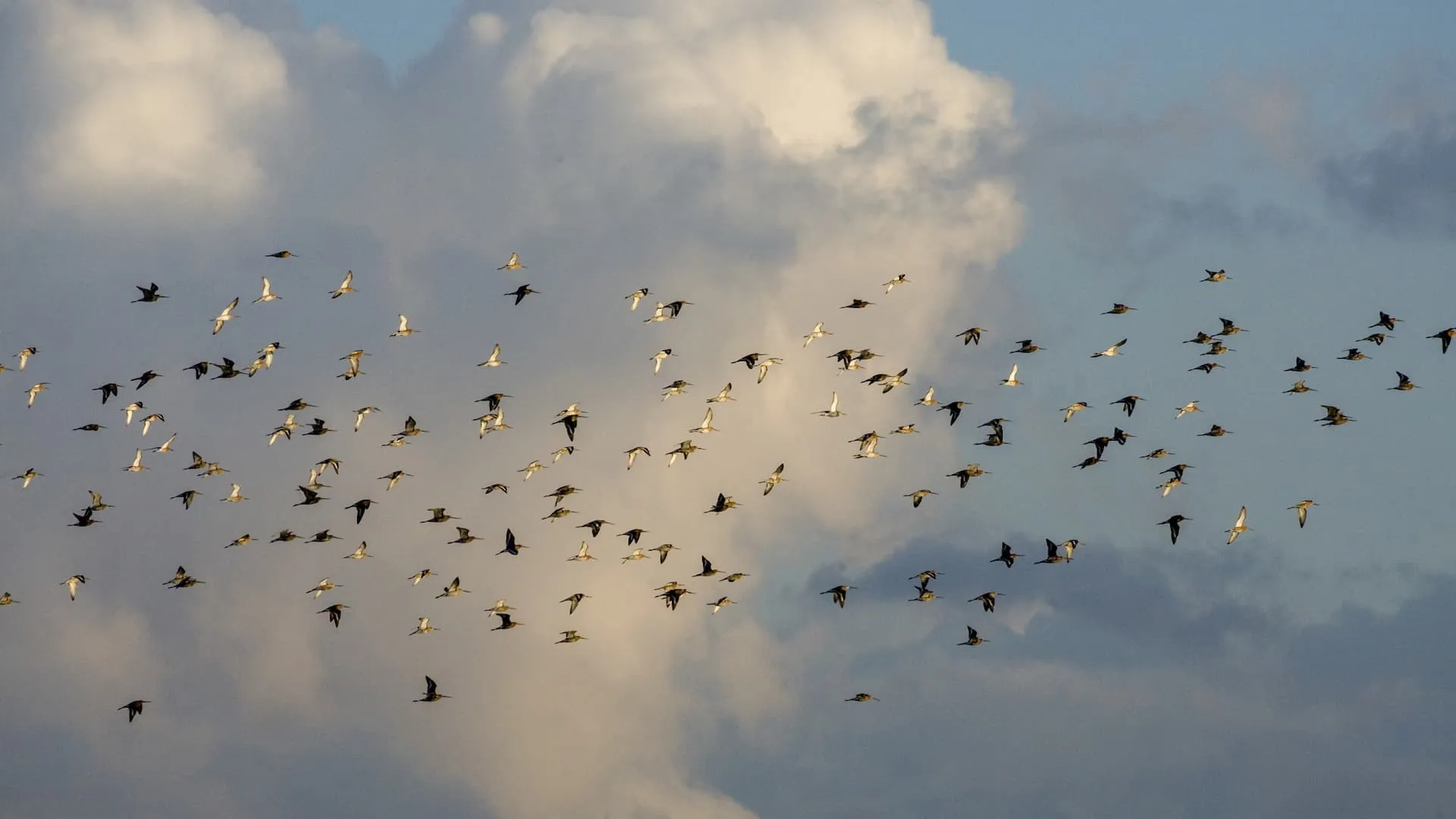 Grutto! De reis van onze nationale vogel