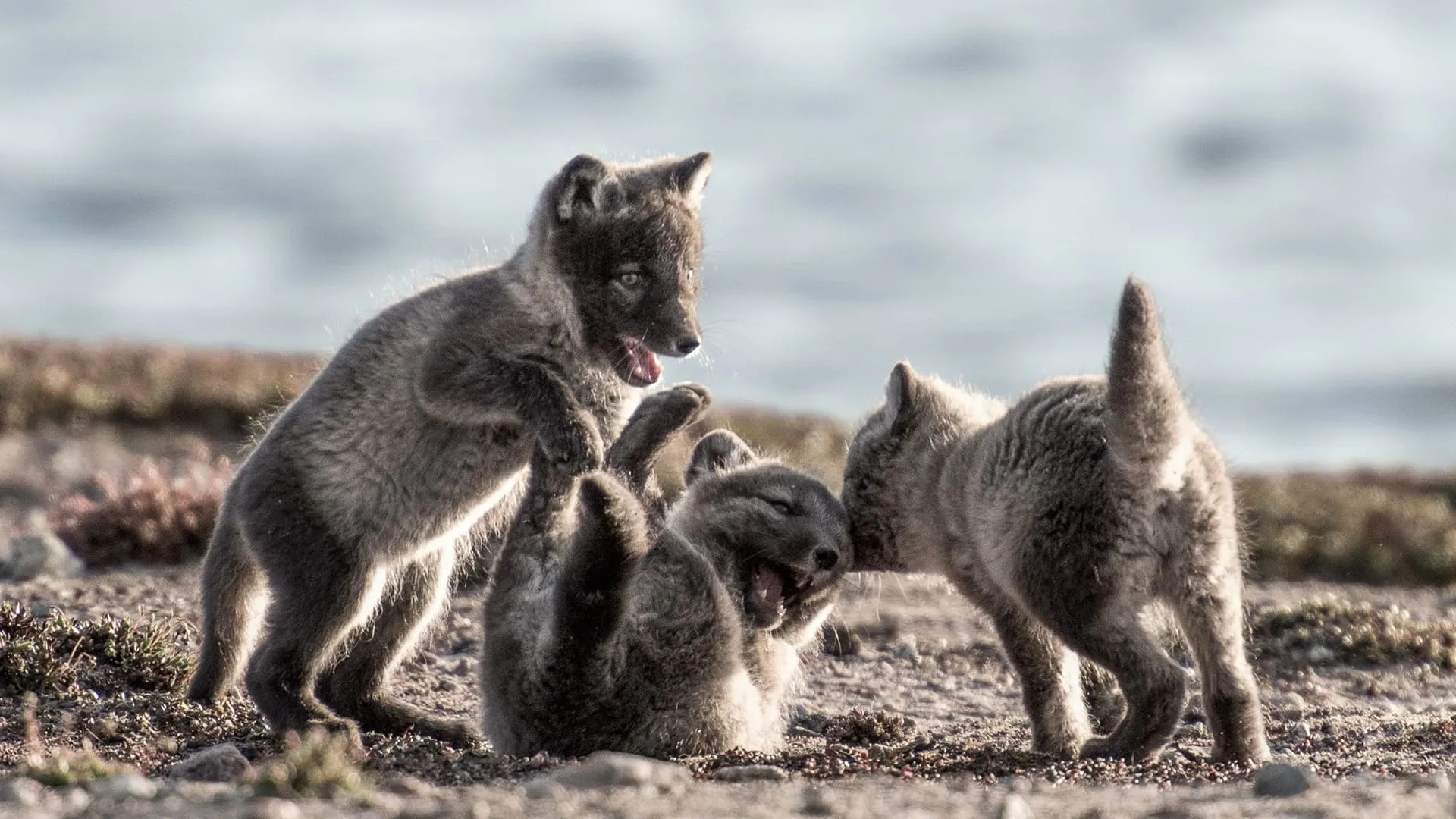 Canada: Surviving the Wild North