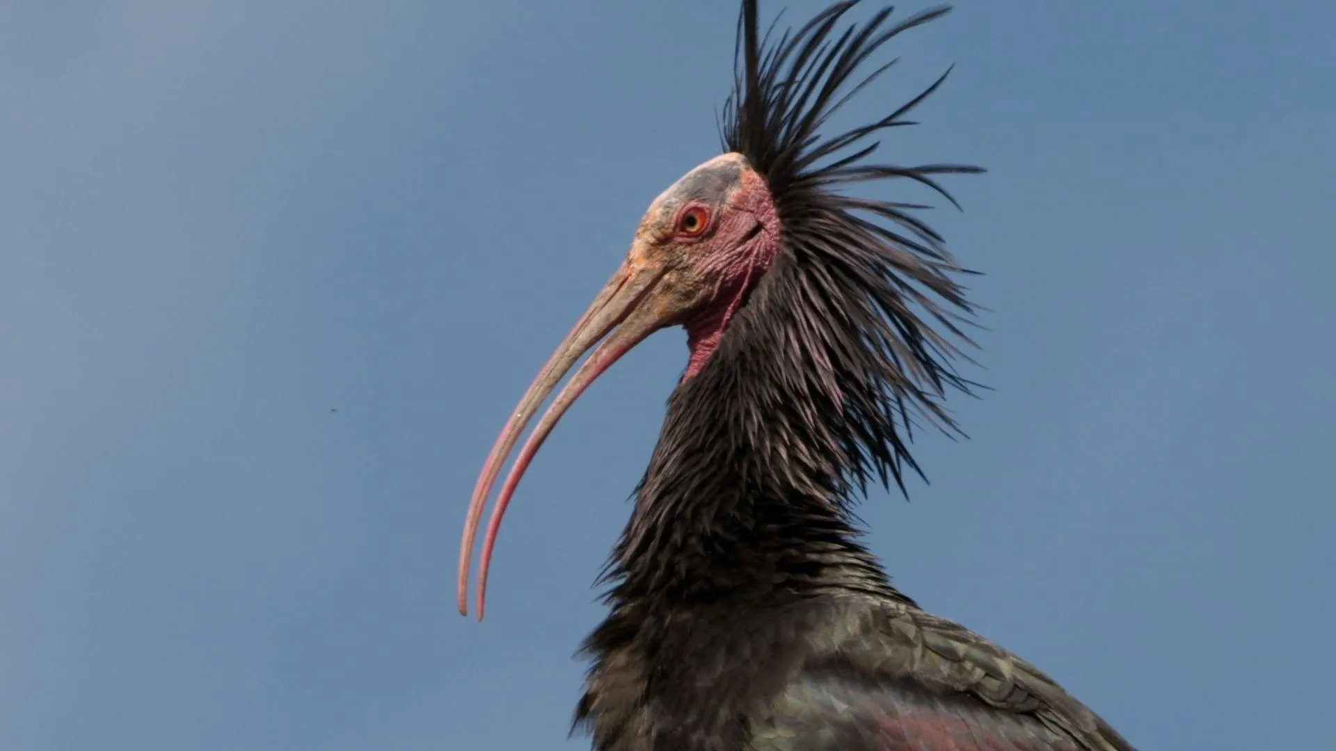Der Waldrapp: Zugvogel im Aufwind