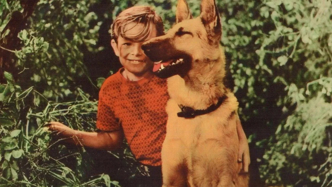A Dog's Best Friend