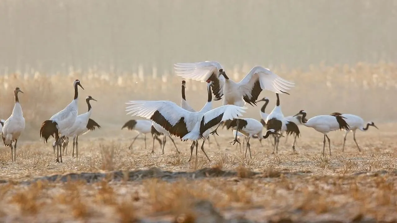 Rare Survivors China's Iconic Wildlife