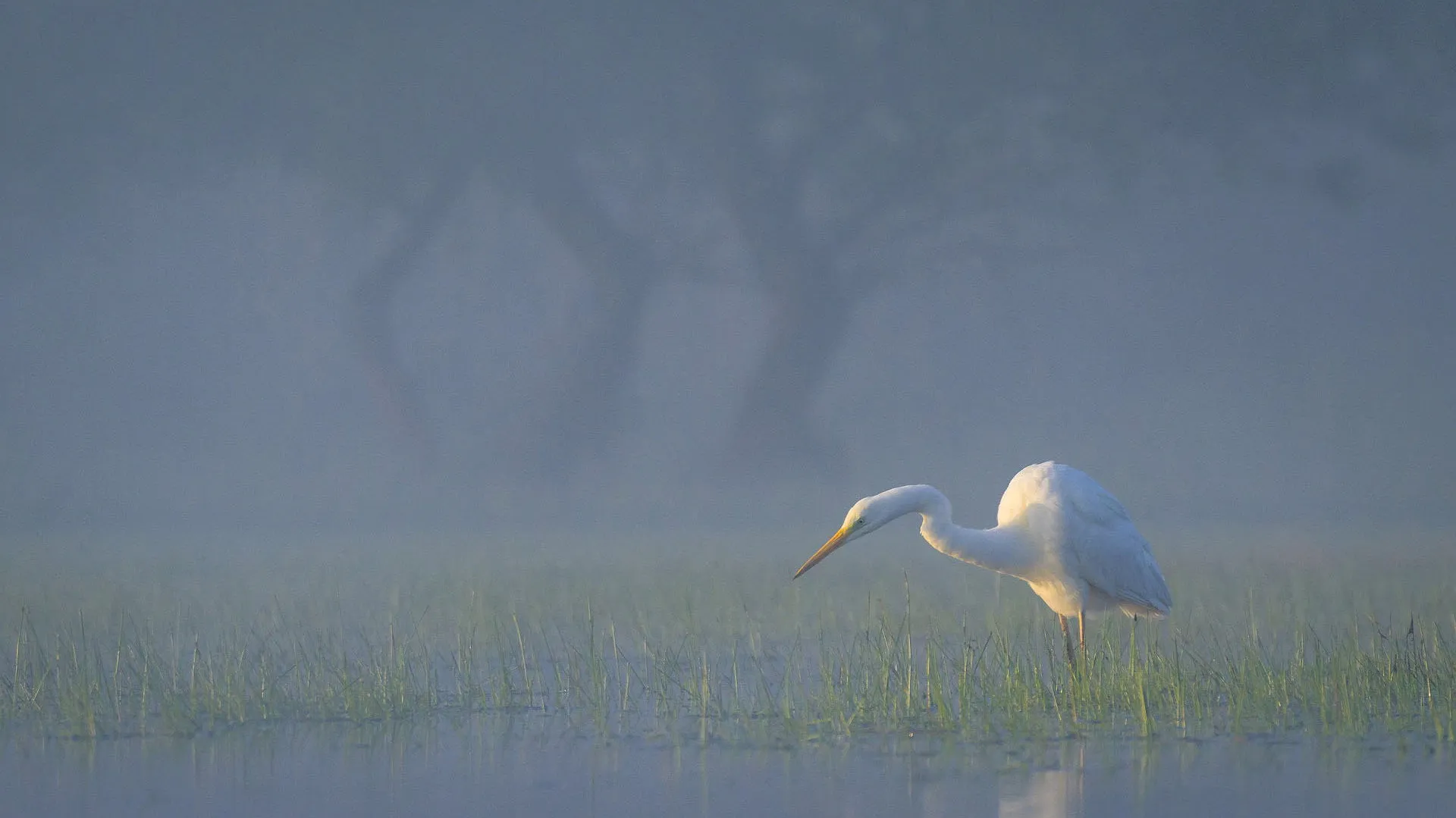 Wild Delta