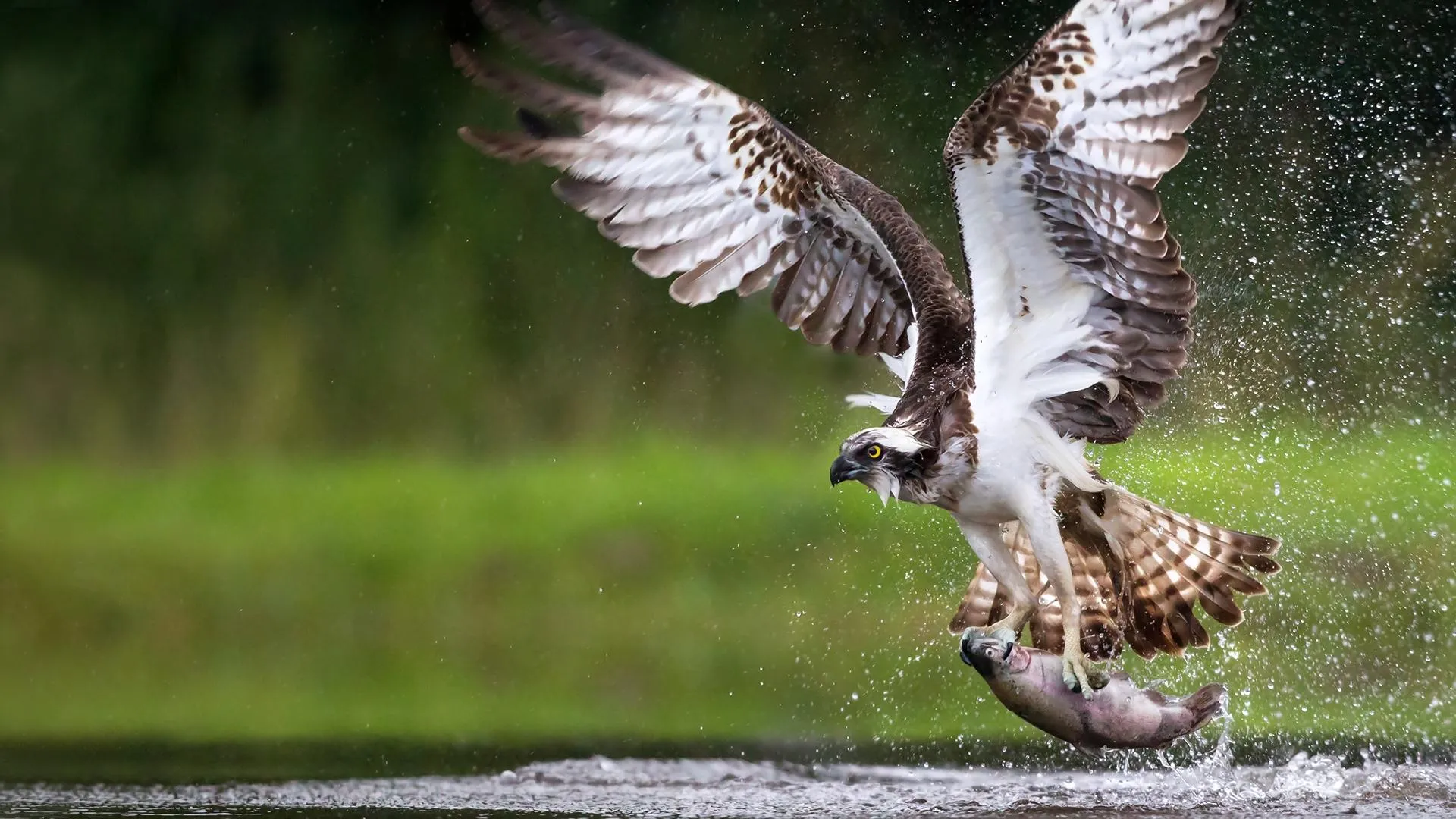 Osprey: Sea Raptor