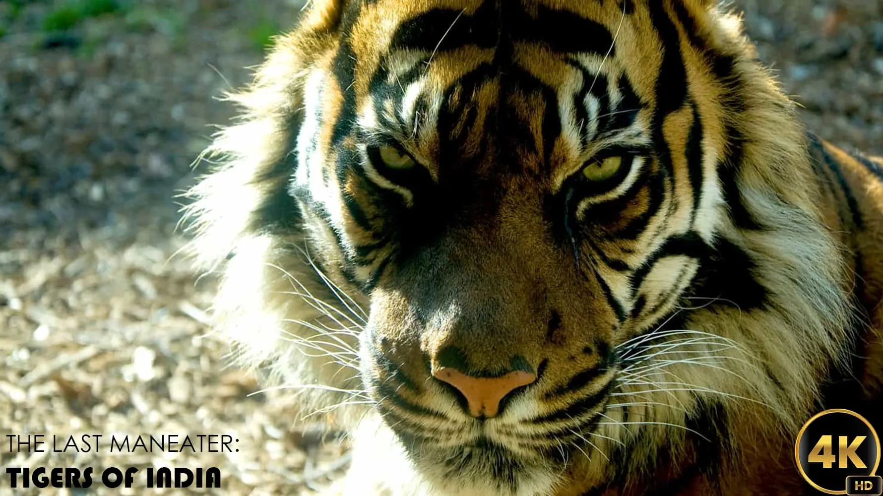 The Last Maneater: Killer Tigers of India