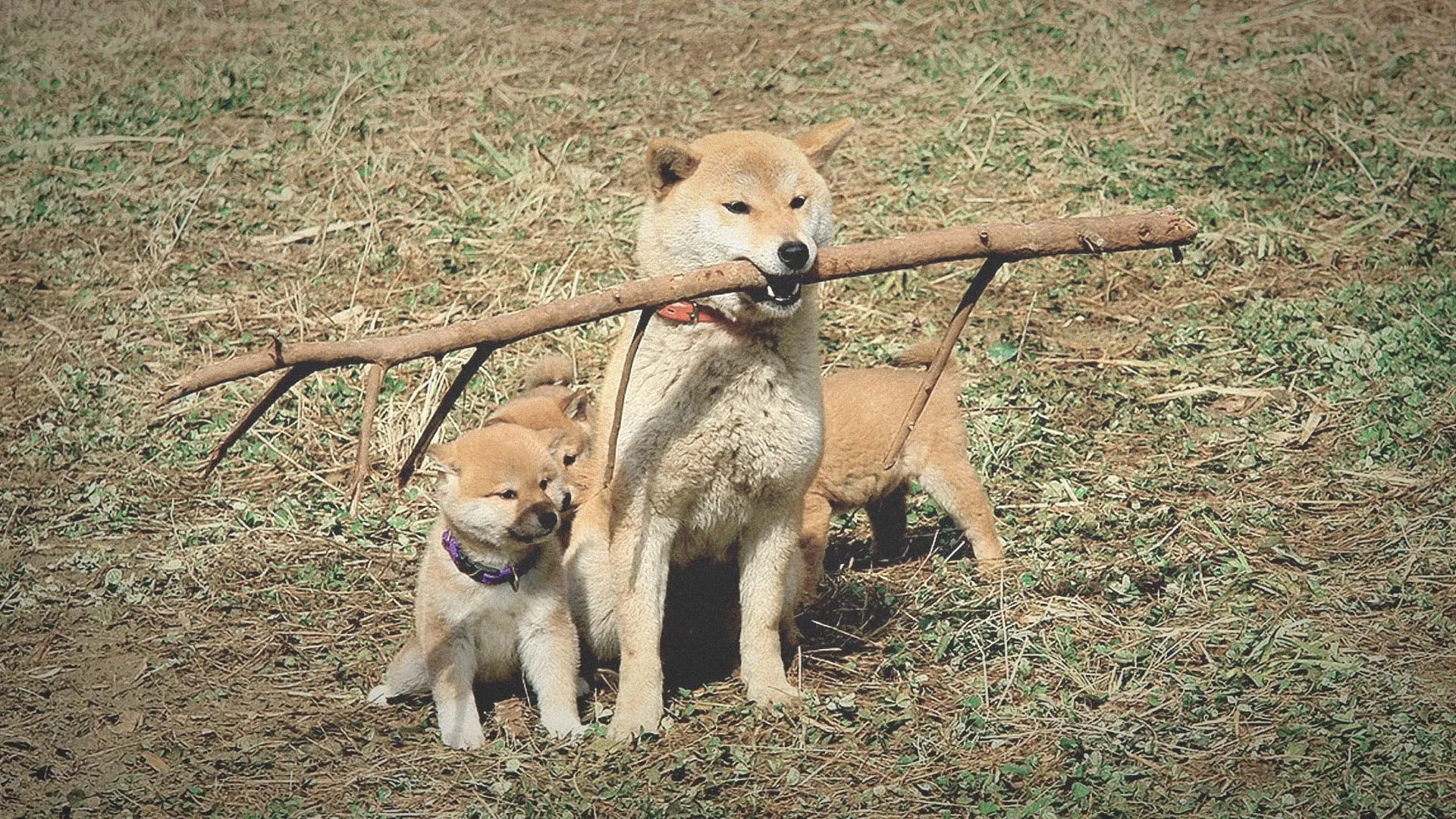 A Tale of Mari and Three Puppies