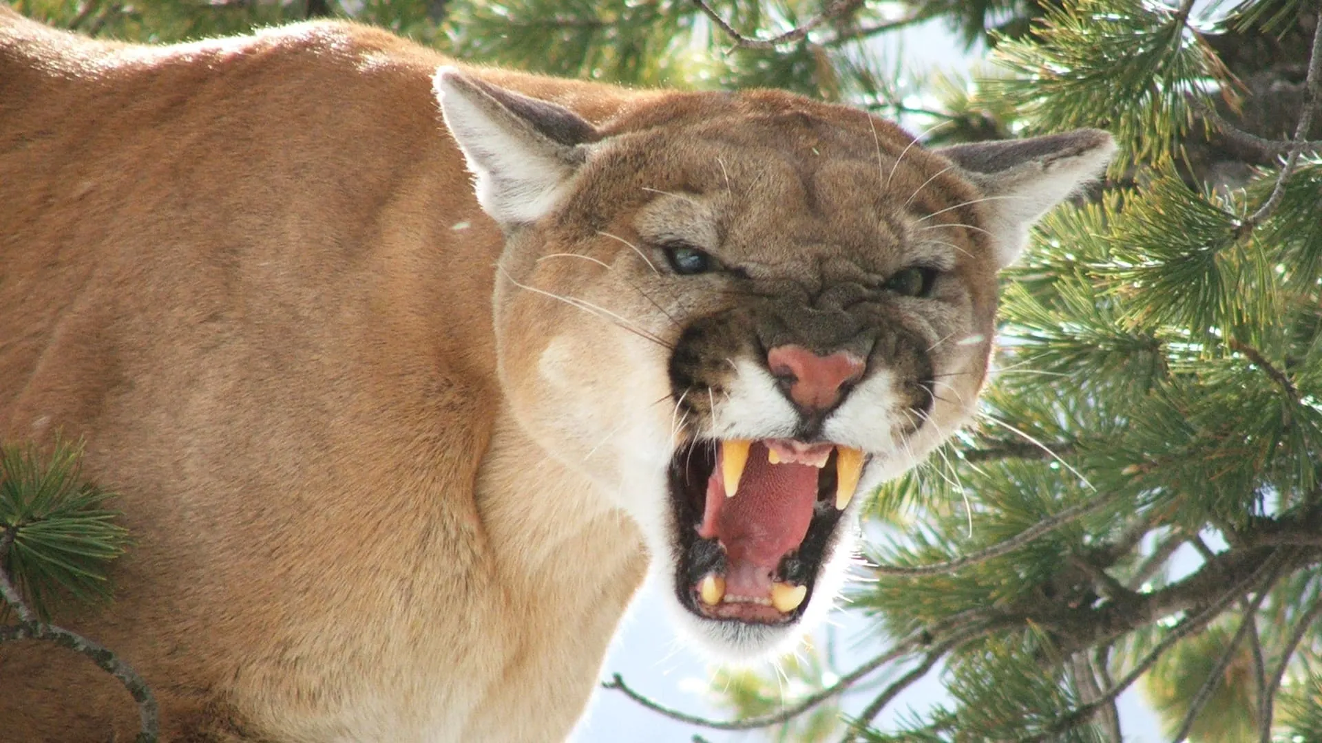 American Cougar