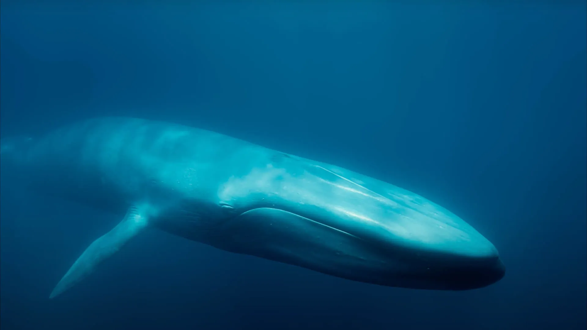 Blue Whales: Return of the Giants