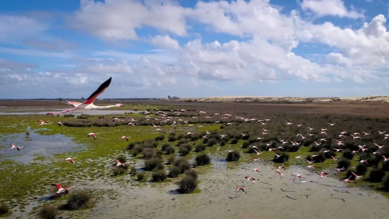 Wetlands: The Legacy of Luc Hoffmann