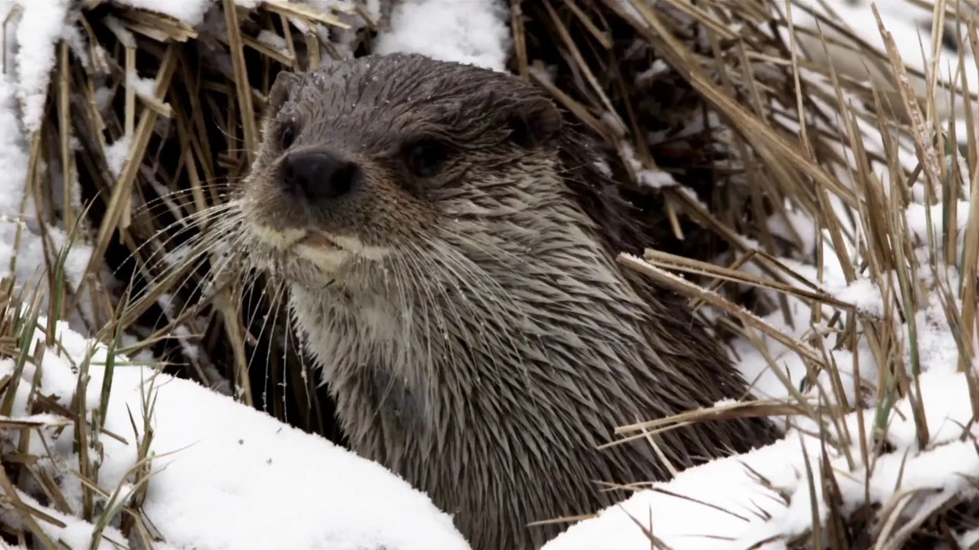 Seasons of the Otter