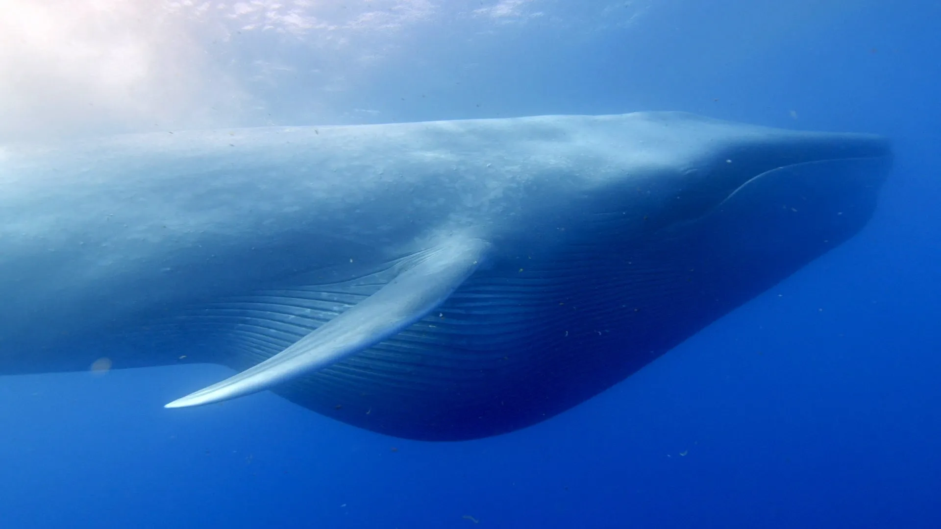 Ocean Giants