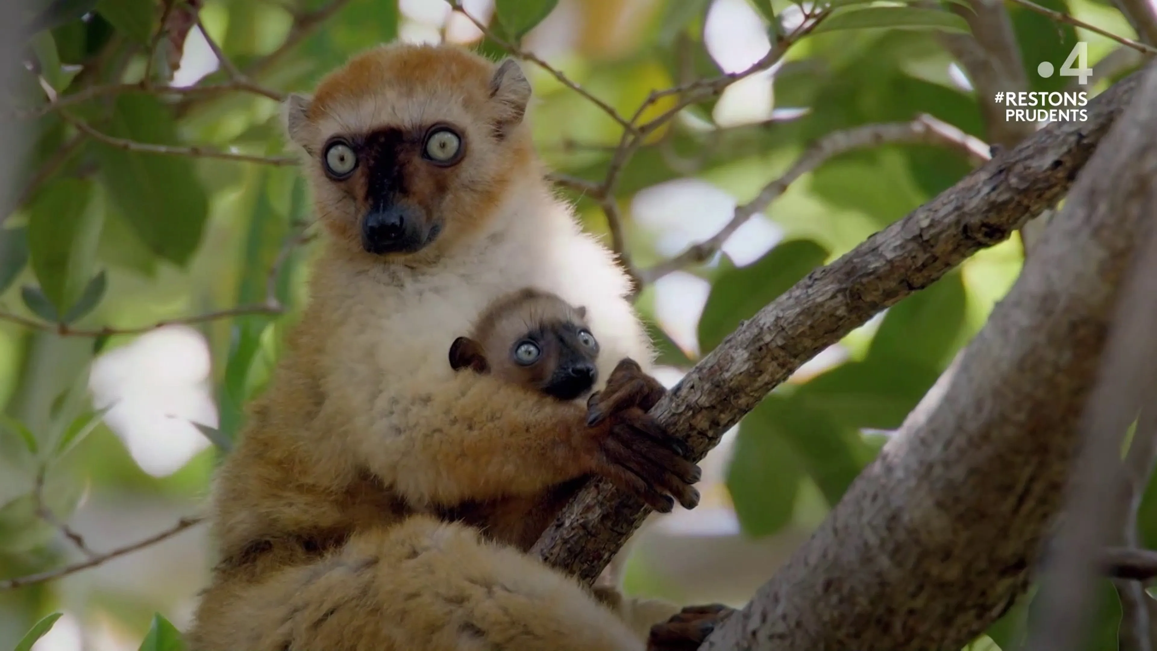 Primates: The Strength of the Clan