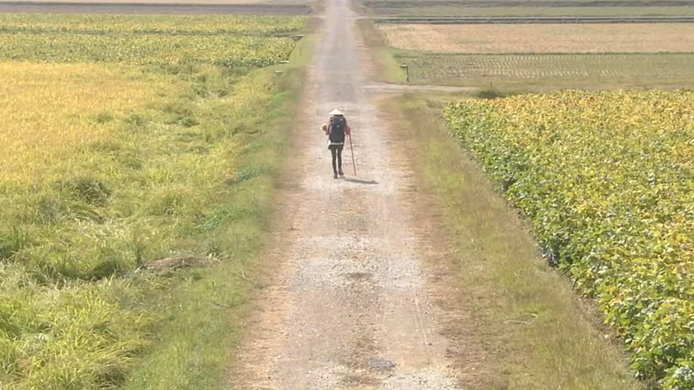 Walk, Walk, Walk ~ Shikoku Pilgrimage Journey