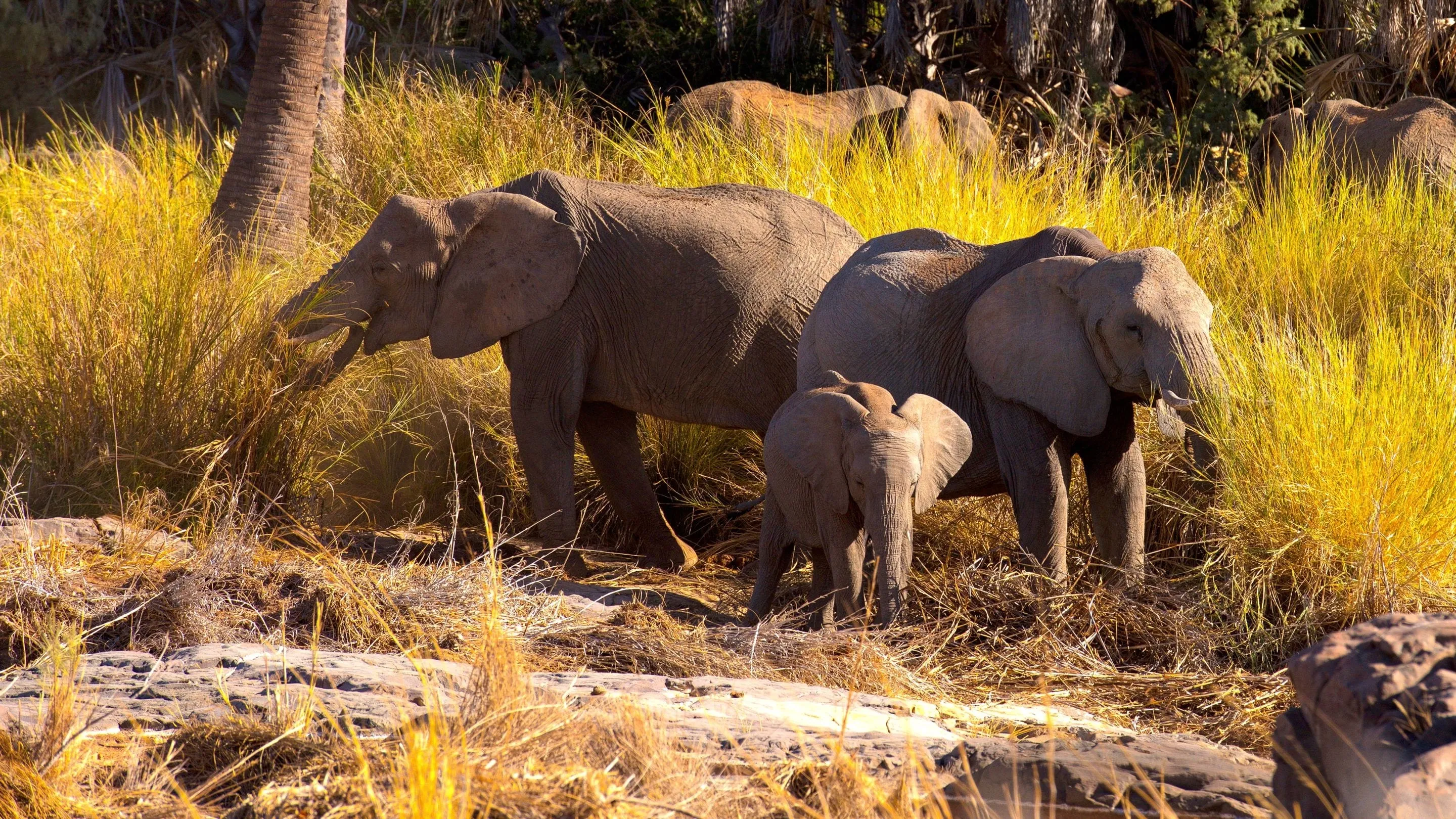 Namibia, Sanctuary of Giants