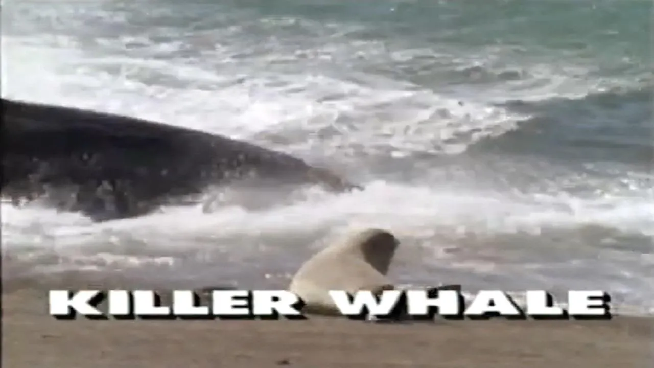 Predators of the Wild: Killer Whale