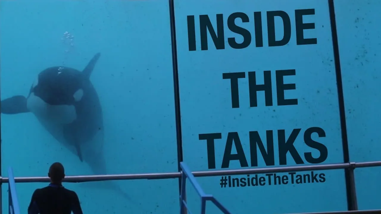 Inside the Tanks