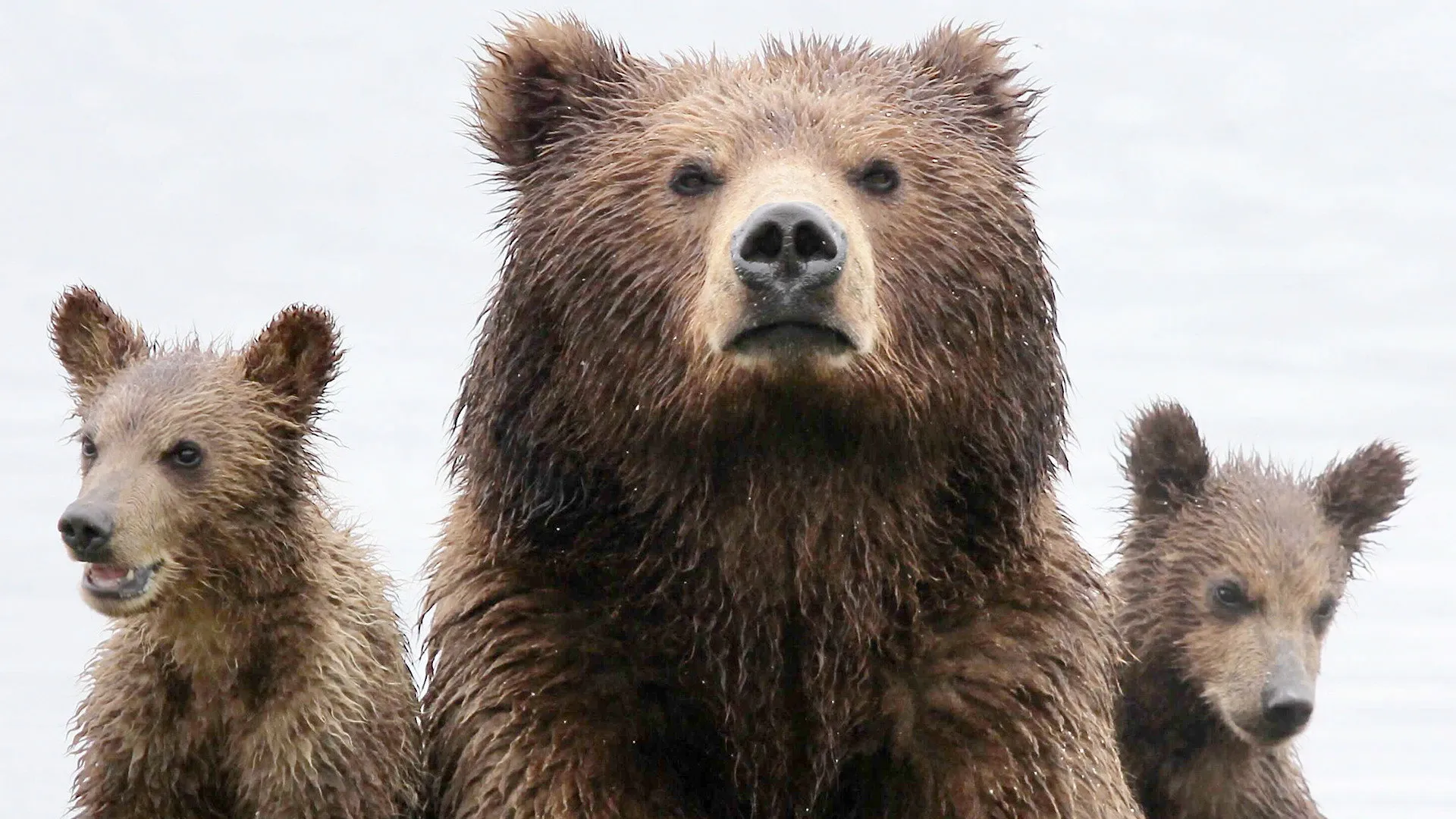 Bearland
