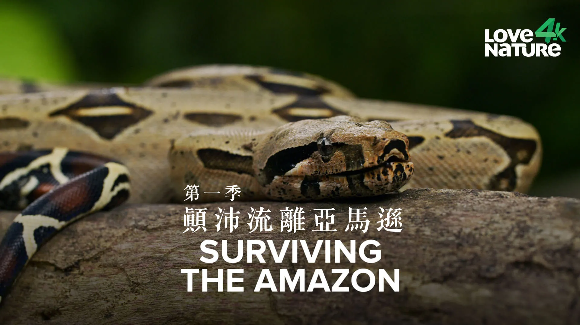 Surviving the Amazon