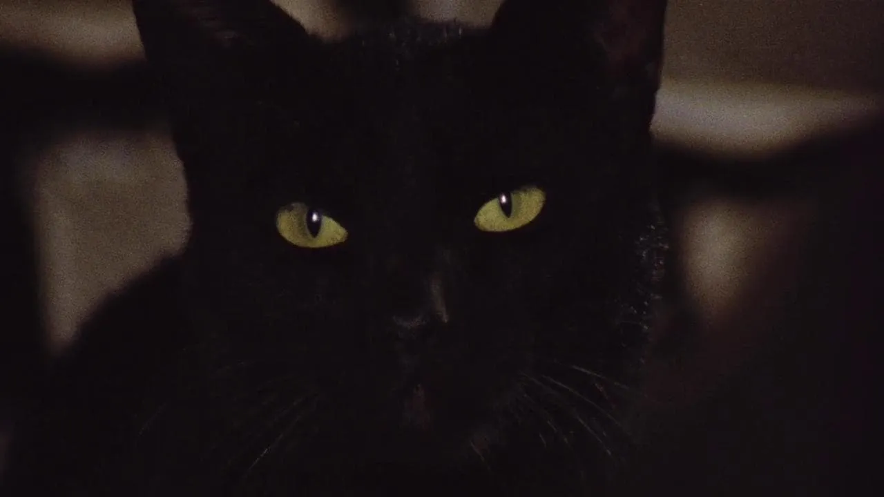 The Black Cat