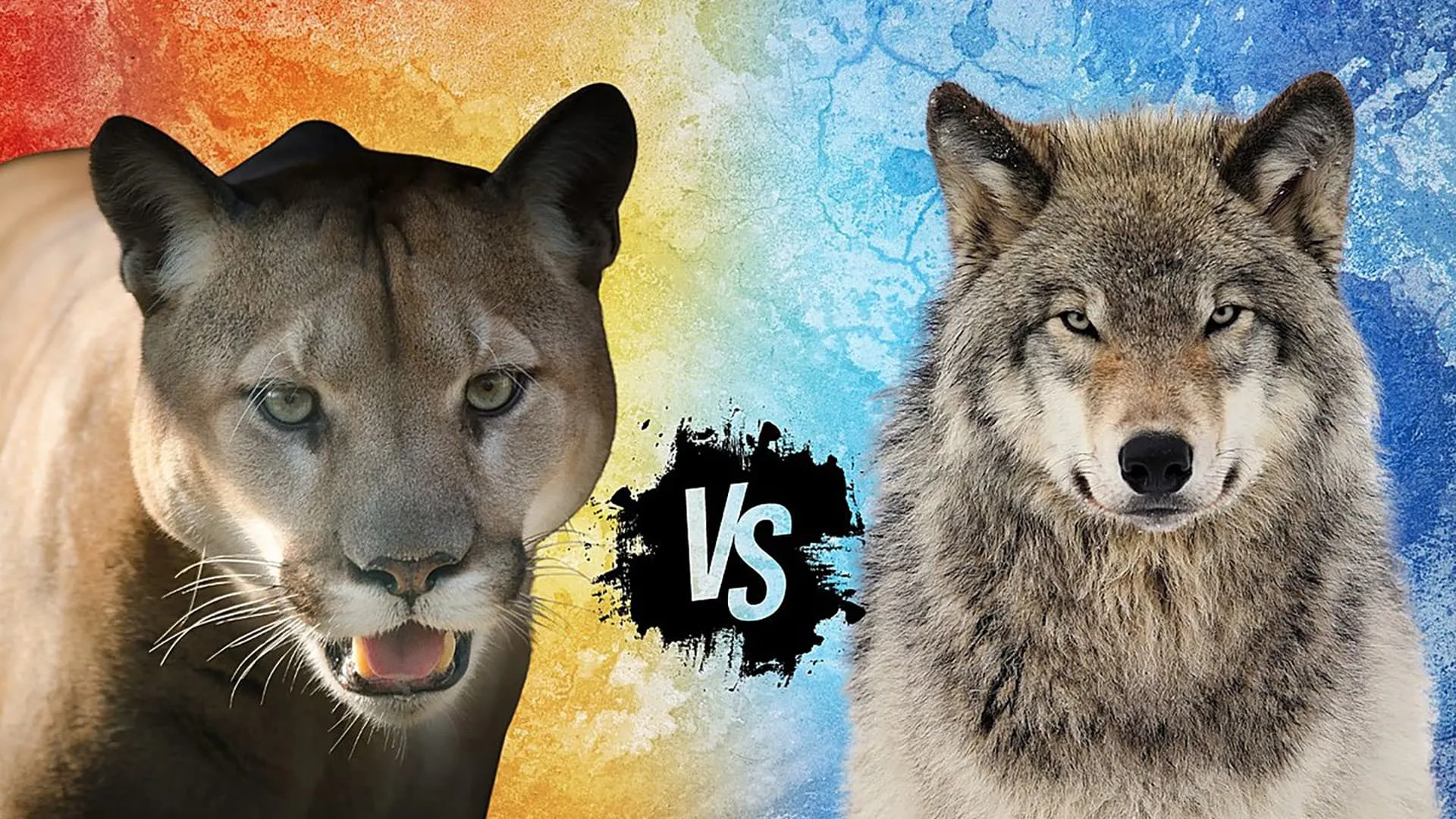 Cougar v. Wolf