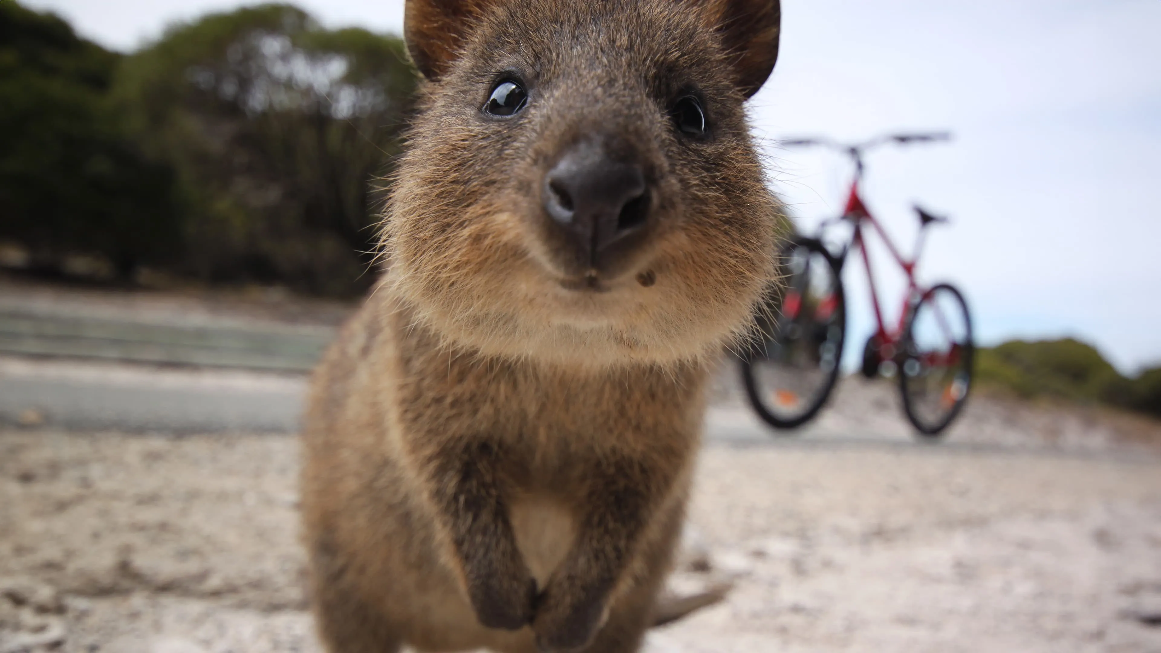 Happy Animals