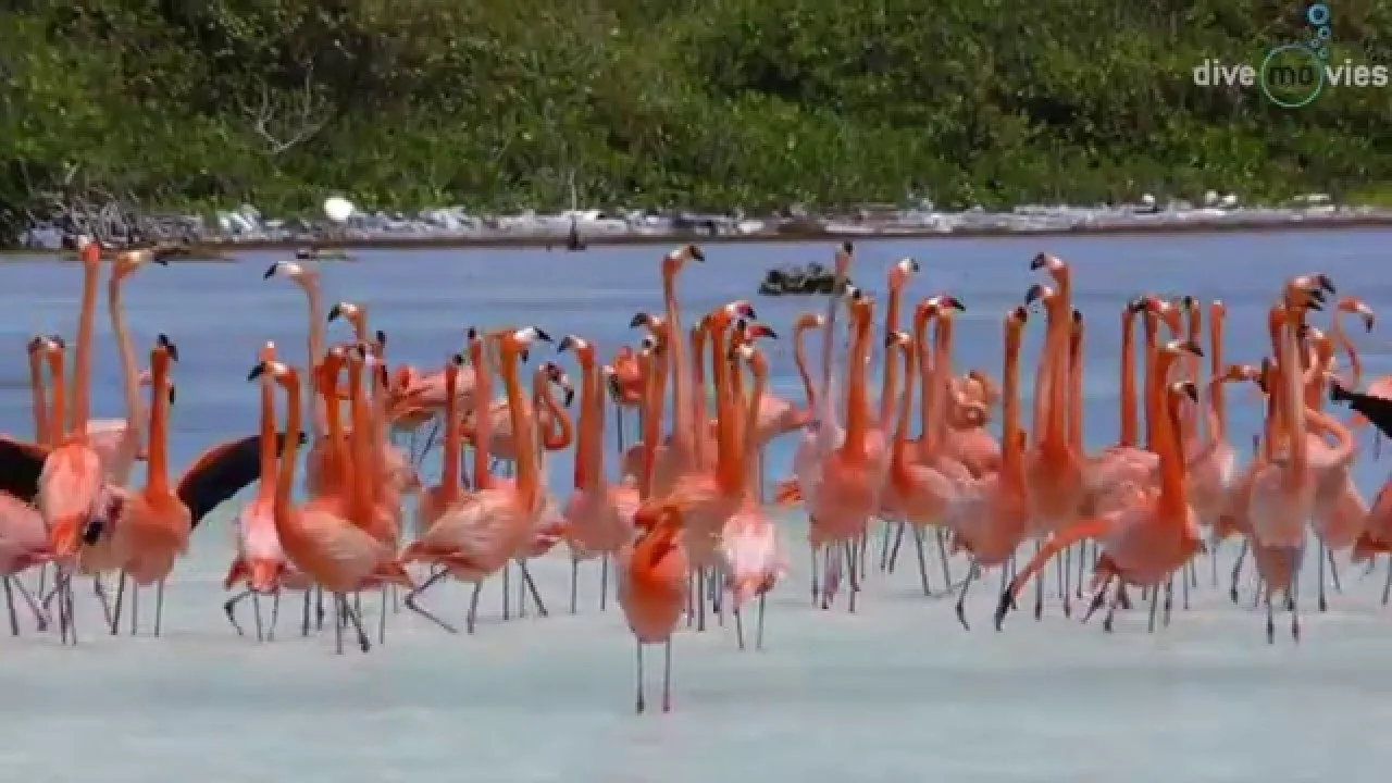 Tauchparadies Bonaire