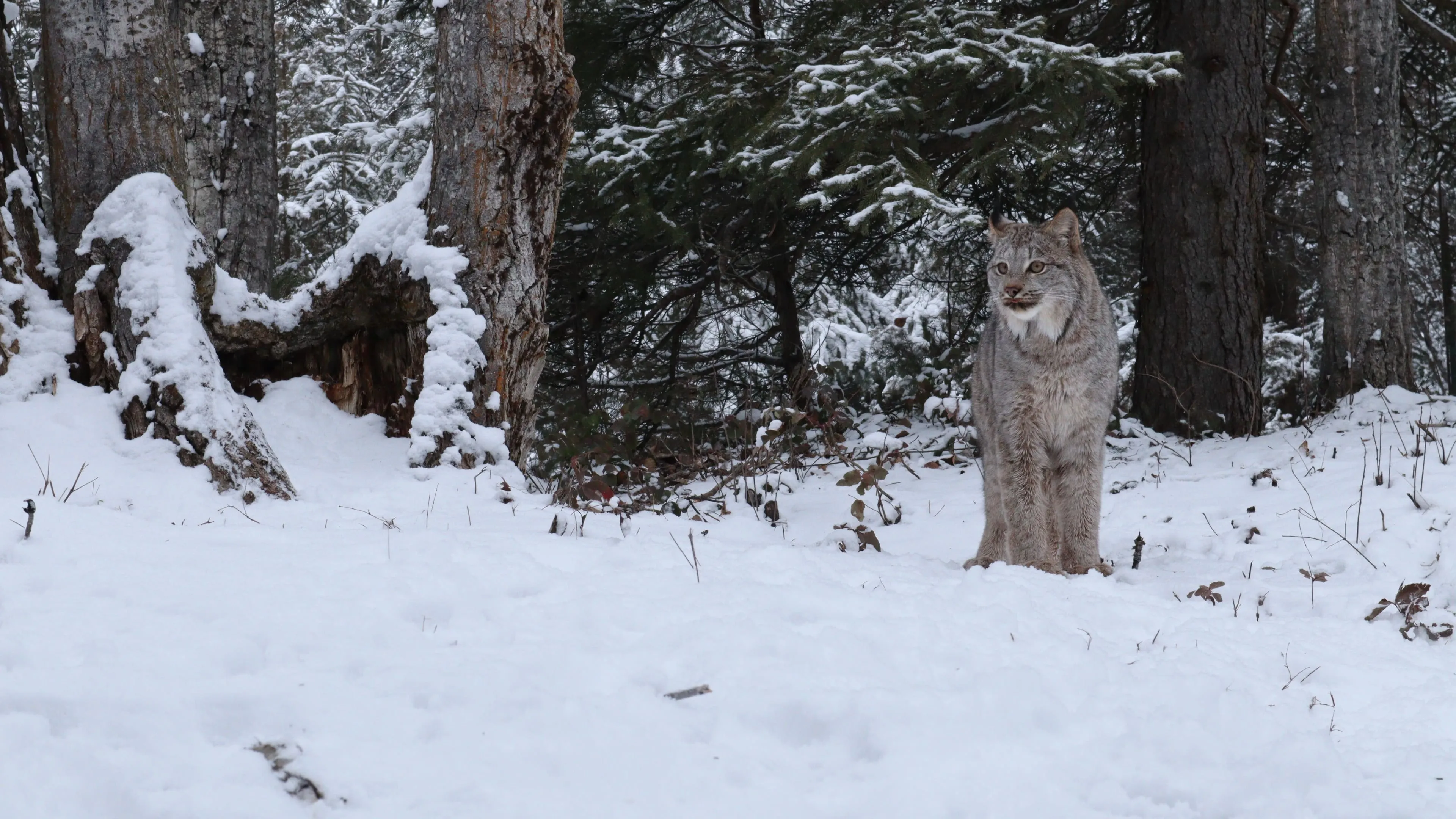 America's Wild Border: Northern Exposure